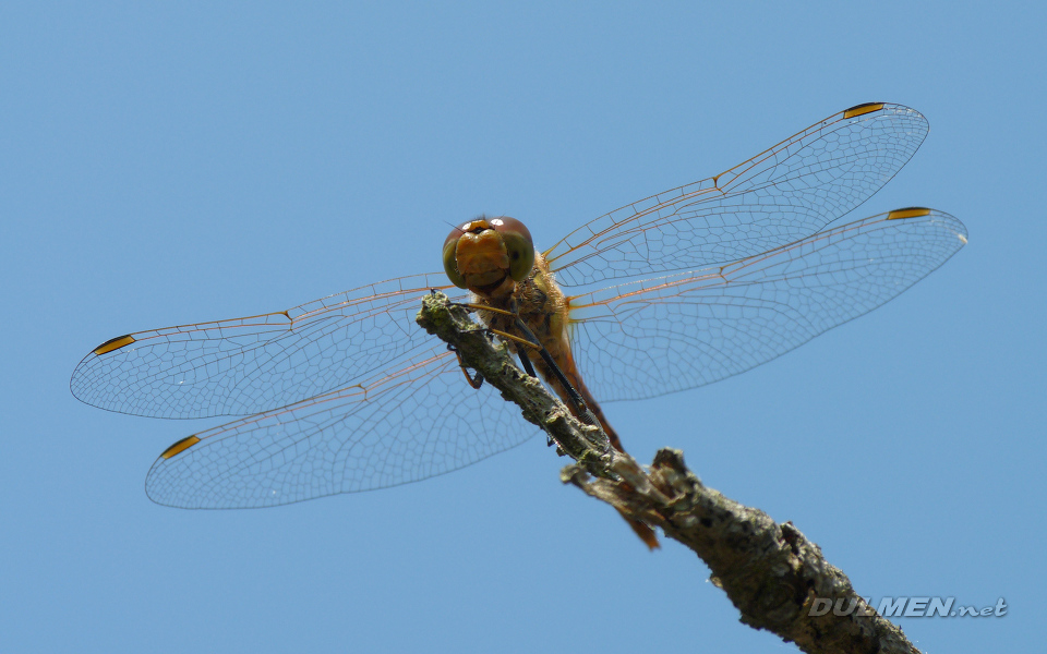 Moustached Darter (Male, Sympetrum vulgatum)